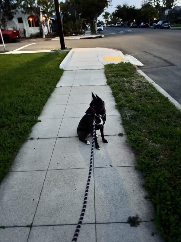 A picture of a black dog named Bowie sitting, taken on January 29 2026 at 6:23 am